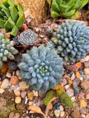 Echeveria Succulent Close-Up in a Rock Garden clipart