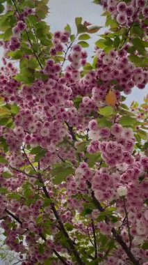 Gökyüzünde yeşil yaprakları olan bir ağaçta çiçek açan güzel pembe kiraz çiçekleri.