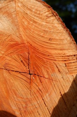 Yeni kesilmiş büyük odun parçaları, yüzükle desenli yüzey.