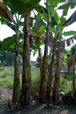 Bahçede muz ağaçları