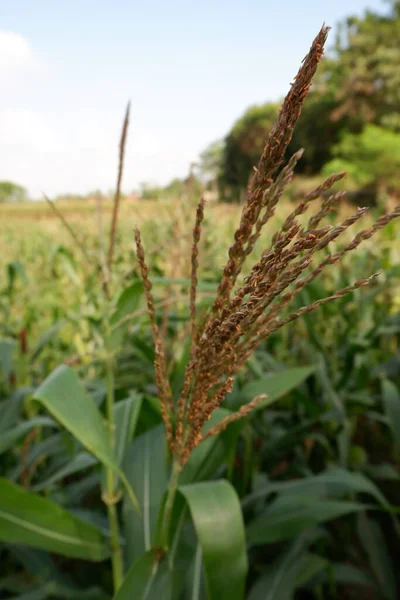 Цветок Кукурузы Фоне Кукурузного Поля — стоковое фото