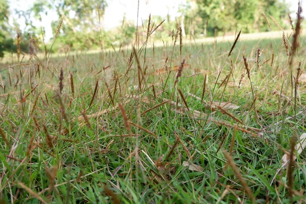 Agrostis Gigantea Ogräs Gräs Som Växer Fältet — Stockfoto