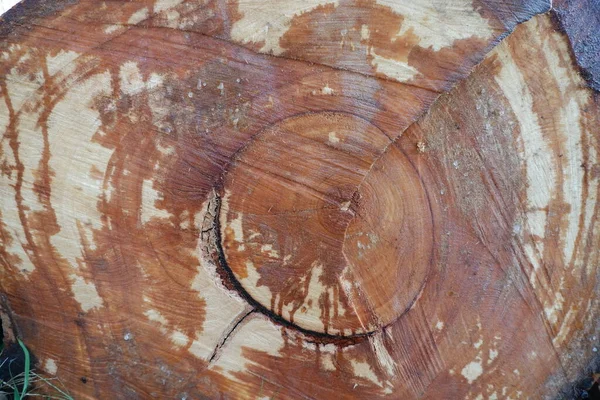 Wyciąć Stary Pniak Drzewa Rocznych Pierścieni Pęknięć — Zdjęcie stockowe