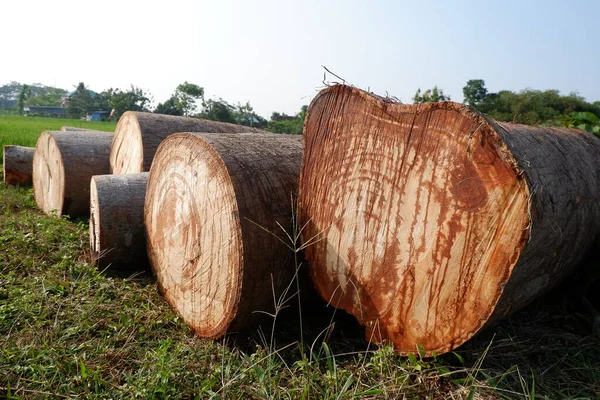 Toros Árvores Recém Cortados Registros Madeira Cortados Logs Grossos Grandes — Fotografia de Stock