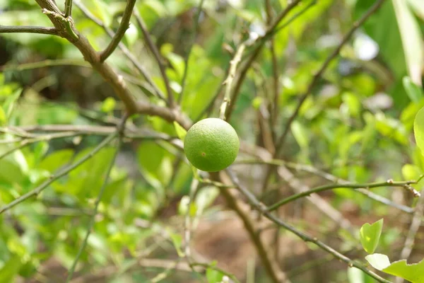 Citrus Aurantiifolia Nebo Vápno Přírodním Pozadím — Stock fotografie