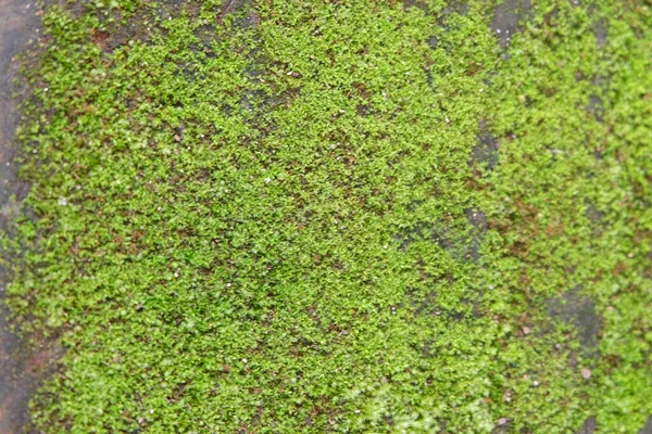 Grünes Moos Wächst Der Wand Wandstruktur — Stockfoto