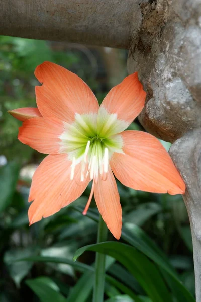 Krásná Lilie Květina Zahradě — Stock fotografie