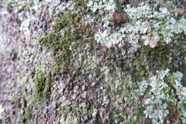 Rambutan ağaç gövdesi yosunla kaplı.