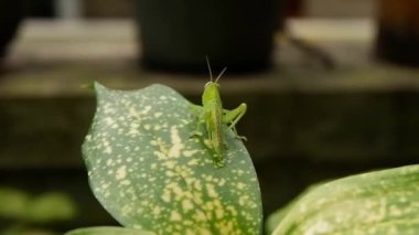 the grasshopper performs a mimicking technique and dancing on a green leaf Aglaonema