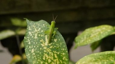 the grasshopper performs a mimicking technique and like dancing on a green leaf Aglaonema