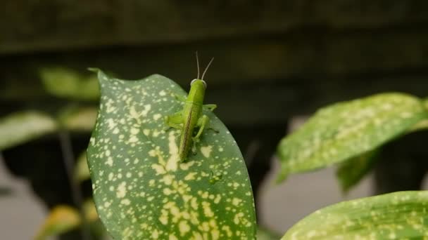 Grasshopper Performs Mimicking Technique Dancing Green Leaf Aglaonema — Wideo stockowe
