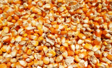 texture of dry corn seeds