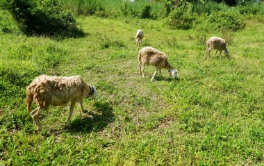 sheeps eating in the garden