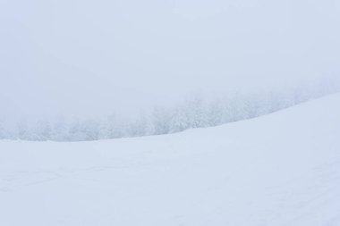A day on the ski slope. A wall of spruce forest, all shrouded in fog. Poland
