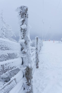 A day on the ski slope. A wall of spruce forest, all shrouded in fog. Poland
