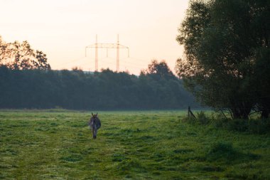 A donkey walks through a green meadow during sunrise. Slovakia