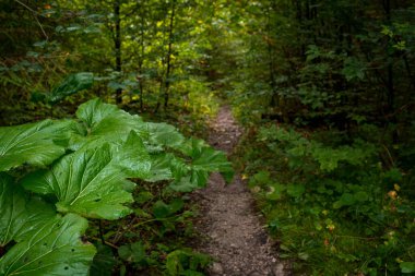 The trail through the beautiful canyon of the Slowacki Raj National Park. Slovakia