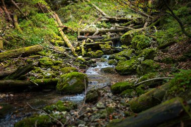 The trail through the beautiful canyon of the Slowacki Raj National Park. Slovakia