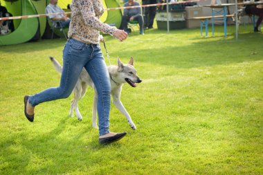 2016.10.02 - XXXIV Dog Show. Rybnik, Poland