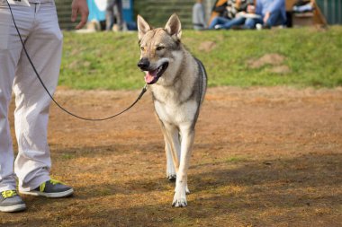 2016.10.02 - XXXIV Dog Show. Rybnik, Poland