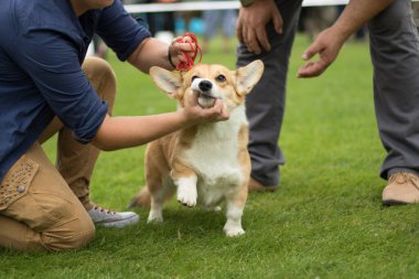 2016.10.02 - XXXIV Dog Show. Rybnik, Poland
