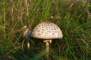 Macrolepiota procera - mushroom growing at the edge of the forest in grasses. Mushroom picking, collecting edible fungi in the forest. Poland