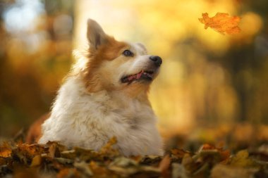 A Welsh Corgi Pembroke dog in an autumn setting looking at a falling leaf. Poland