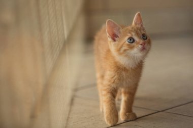 The young kitty is watching the new room with interest. Inside