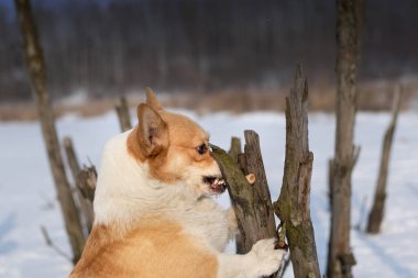Dog Pembroke Welsh Corgi making silly faces trying to get a treat Happy dog in the snow