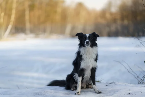 A Border Collie dog poses and shows various tricks in a somewhat wintery setting. Little snow.
