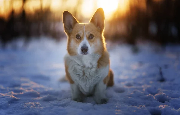 Валлийский Пёсик Корги Пемброк Зимних Пейзажах Время Заката Счастливая Собака Лицензионные Стоковые Изображения