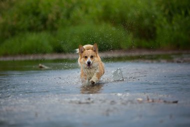 Corgi köpeği nehirde bir sopayla koşuyor. Yaz