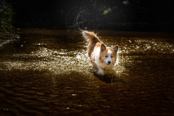 Ein Fröhlicher Walisischer Corgi Pembroke Hund Der Über Den Fluss — Stockfoto