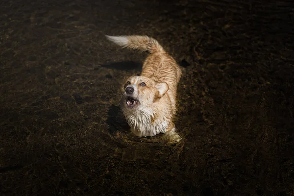 一只又脏又湿的威尔士科吉 彭布罗克犬站在水里吠叫 — 图库照片