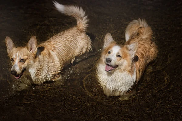 Welsh Corgi Pembroke Hunde Stehen Fluss Sommer — Stockfoto