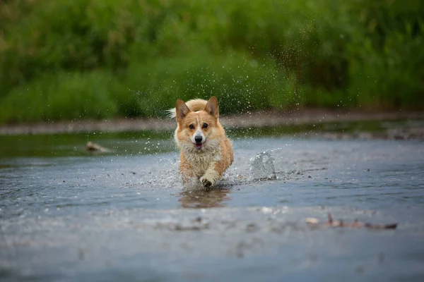 Corgi Hund Läuft Auf Dem Wasser Fluss Einen Fangstock Sommer — Stockfoto