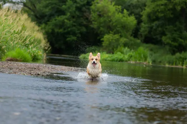 Corgi Perro Corriendo Sobre Agua Río Palo Captura Verano — Foto de Stock
