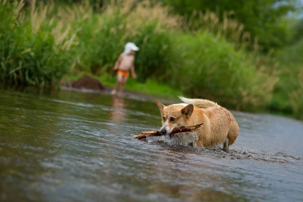 Σκύλος Κόργκι Τρέχει Πάνω Στο Νερό Στο Ποτάμι Ένα Καλάμι — Φωτογραφία Αρχείου
