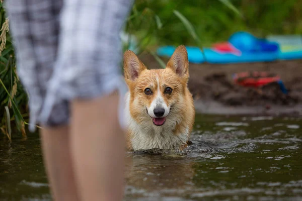 Σκύλος Κόργκι Τρέχει Πάνω Στο Νερό Στο Ποτάμι Ένα Καλάμι — Φωτογραφία Αρχείου