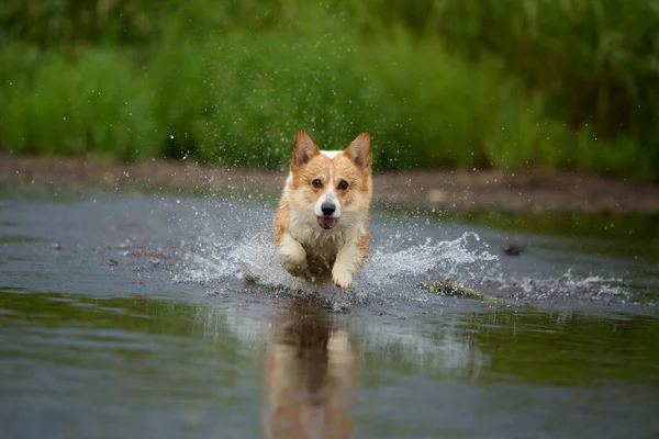 Corgi Perro Corriendo Sobre Agua Río Palo Captura Verano — Foto de Stock
