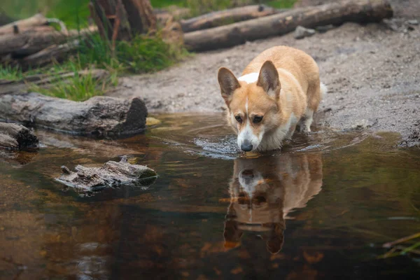 Velšský Pes Corgi Pembroke Vstupuje Potoka Pije Vodu — Stock fotografie