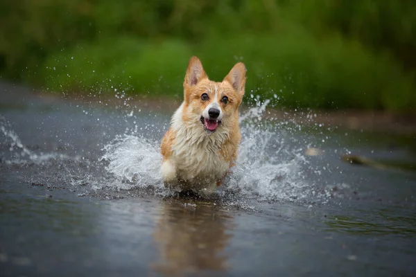 Corgi Hund Läuft Auf Dem Wasser Fluss Einen Fangstock Sommer lizenzfreie Stockbilder
