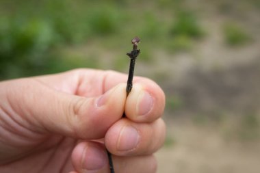 Kene, elinde tutulan bir sopanın üzerinde duruyor. Böcek kaynaklı hastalıklar