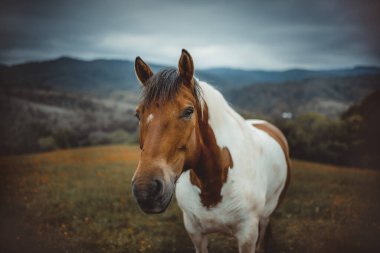 Otlaktaki atlar. Bieszczady Dağları, Polonya. Hucul ya da Carpathian, Karpat Dağları 'ndan gelen bir midilli / küçük at cinsidir..