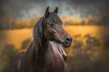 Otlaktaki atlar. Bieszczady Dağları, Polonya. Hucul ya da Carpathian, Karpat Dağları 'ndan gelen bir midilli / küçük at cinsidir..