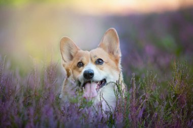 Çiçek açan fundalıkta oturan Pembroke Galli Corgi köpeği. Mutlu köpek.