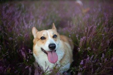 Çiçek açan fundalıkta oturan Pembroke Galli Corgi köpeği. Mutlu köpek.