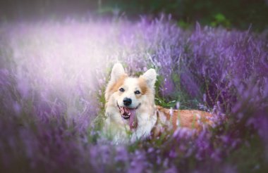 Çiçek açan fundalıkta oturan Pembroke Galli Corgi köpeği. Mutlu köpek.