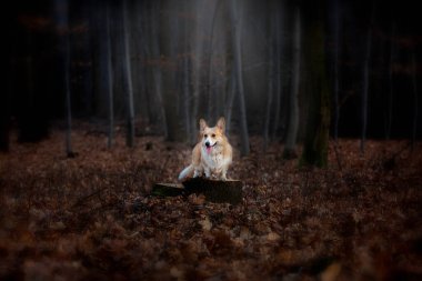 Bir Galli Corgi Pembroke köpeği, ormanın ortasında bir iğne üzerinde duruyor, bir ışık demeti ile aydınlatılıyor. Ormanda.