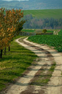 Tarlalarda ve sarmaşıklarda dolanan bir yol. Moravya, Çek Cumhuriyeti